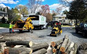 Best Commercial Tree Services  in Hilton, NY